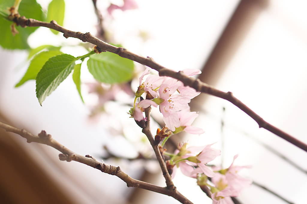 東海桜 シナモン スティック２０１９