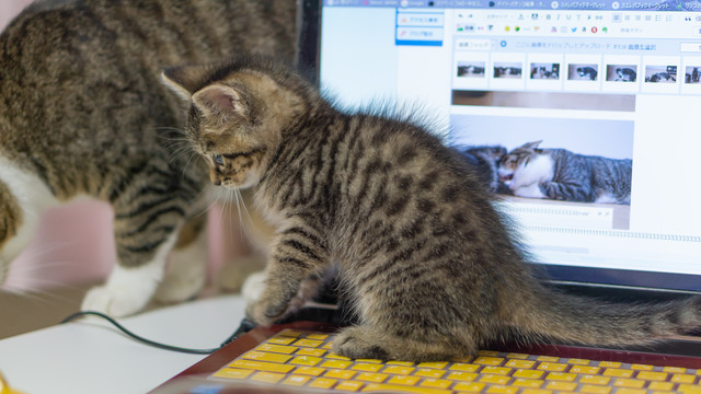 今日は猫の日 シナモン スティック２０１９